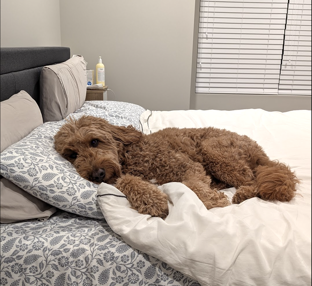 Cooper the Goldendoodle